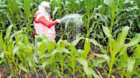 Ecuador Importa Más Fertilizantes De Chile El Comercio