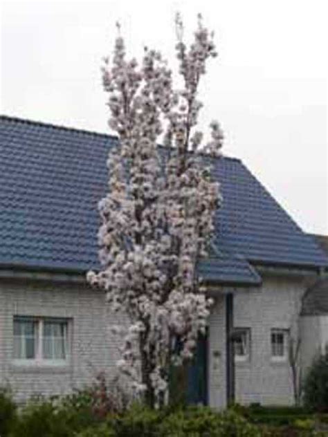 S Ulen Zierkirsche Amanogawa Prunus Serrulata Amanogawa Kaufen