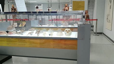 2026年 The Human Body Museum 出発前に知っておくべきことすべて