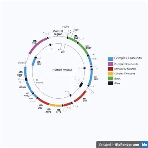 Mitochondria, Structure, Functions, and Location • Microbe Online