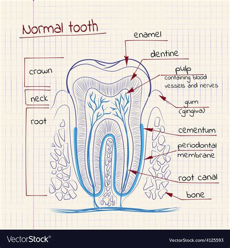 Tooth Structure Royalty Free Vector Image VectorStock