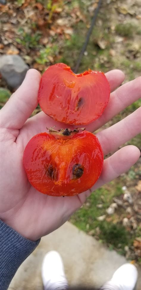 'Nikita's Gift' persimmons are wonderful - General Fruit Growing