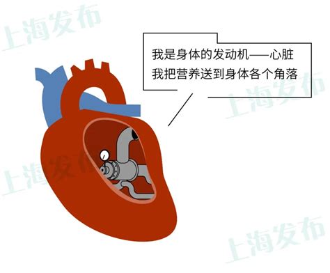 【名医】心脏支架搭桥怎么选？为啥手术之后的康复特别重要？手机新浪网