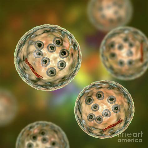 Cysts Of Entamoeba Coli Protozoan Photograph By Kateryna Kon Science Photo Library Pixels