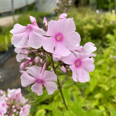 Phlox Paniculata Sommer Bouquet Plantes Vivaces Le Châtel Des Vivaces