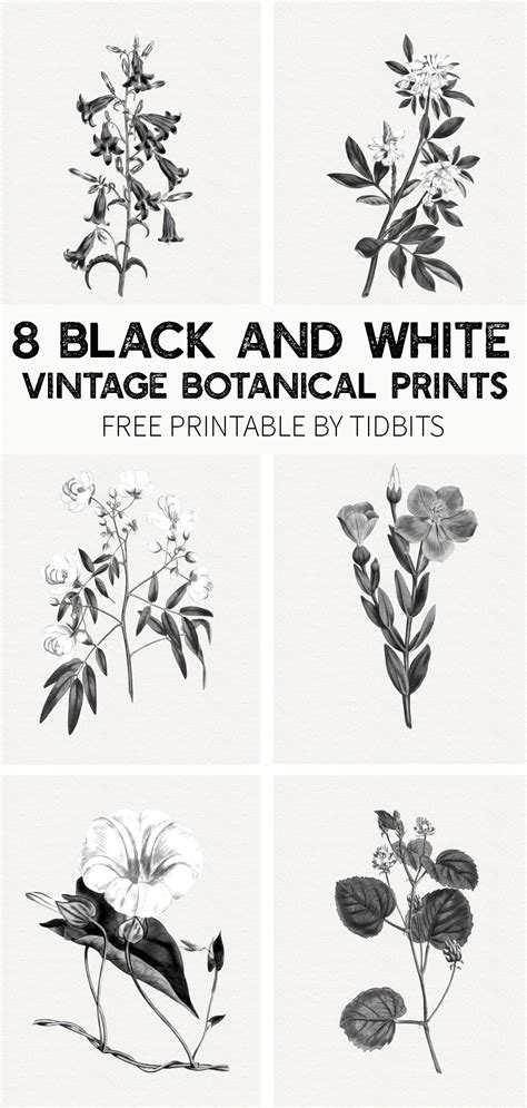 FREE Black and White Vintage Botanical Prints - Tidbits