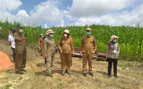 Pemkab Gumas Konsisten Kembangkan Jagung Hibrida