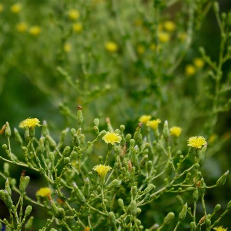 Lettuce Flowers » Everything You Need to Know