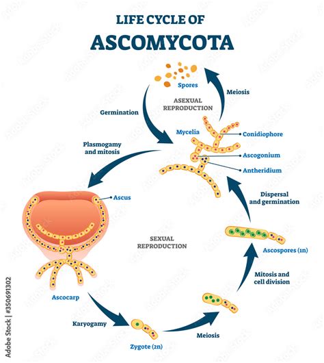 Ascomycete Life Cycle