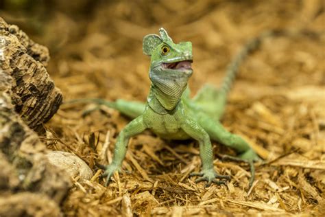 "Green Basilisk" Images – Browse 16 Stock Photos, Vectors, and Video | Adobe Stock