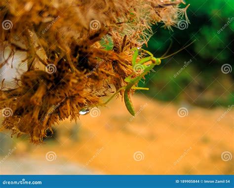 After The Rain Stopped Stock Photo Image Of Nature 189905844