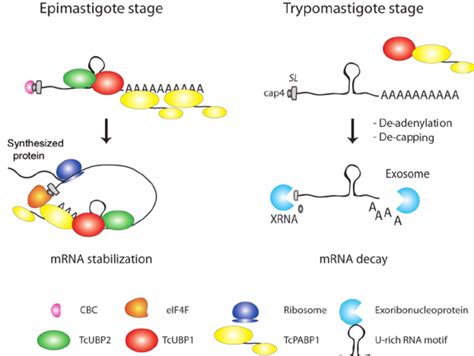 Model Of RNAprotein And Proteinprotein Interactions That Occur In The