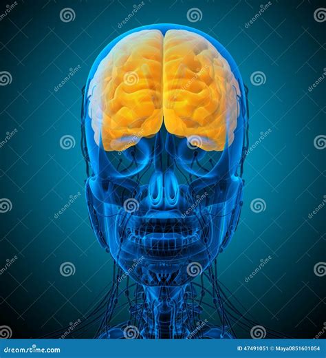 D Render Medical Illustration Of The Brain Stock Illustration