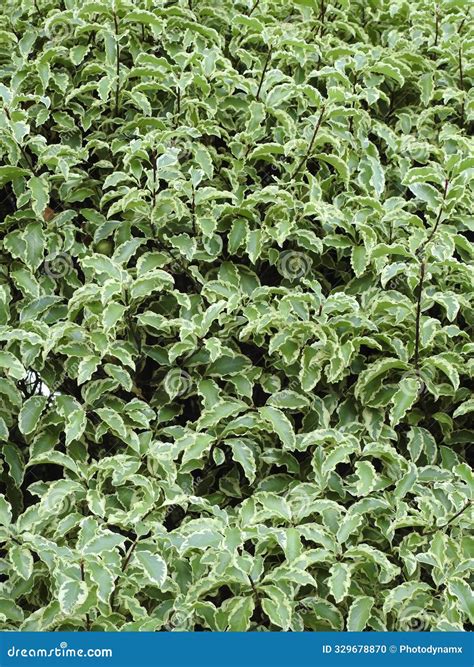 Foliage Leaves Green Plant Flower Bushes Hedges Border Gardens Flora