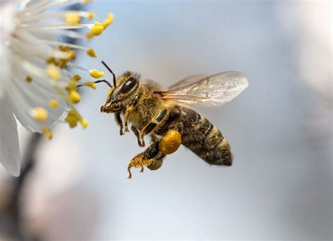 Weltbienentag 2022 Wie Bienen den Schwänzeltanz beherrschen