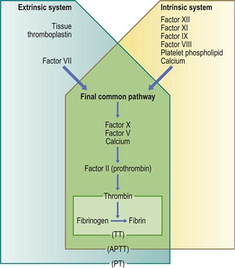 8 Haematology Pocket Dentistry