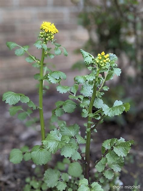 Butterweed Packera Glabella By Thom Mitchell Project