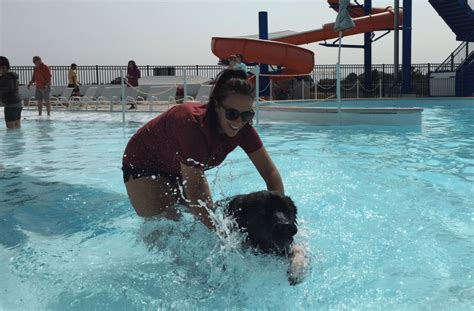 Photos: Doggie Dip Pool Day at Jorgensen YMCA outdoor pool – WANE 15