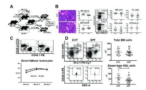 A C57bl6j B6 Mice Born And Raised In Specific Pathogen Free Spf Download Scientific