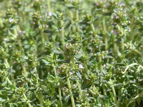 Thyme (Thymus) Plant: How To Grow, Care, & Identify - GardenerSite