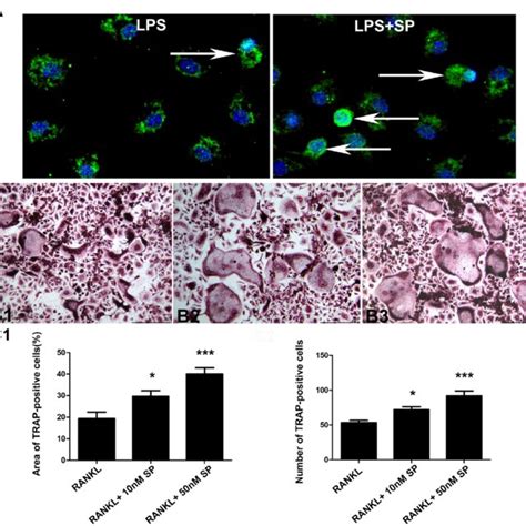 Substance P Promoted Rankl Induced Osteoclast Differentiation In Vitro Download Scientific