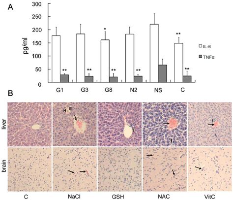 Changes Of Serum Cytokine Levels And Histopathological Observation In