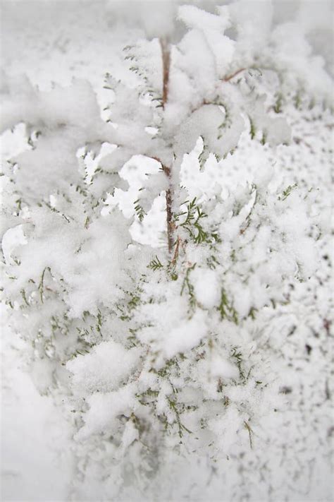 Small Cedar Tree Covered in Fluffy Snow Stock Image - Image of botany, white: 179996921