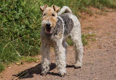 Fox Terrier Dog Breed Characteristics And Care