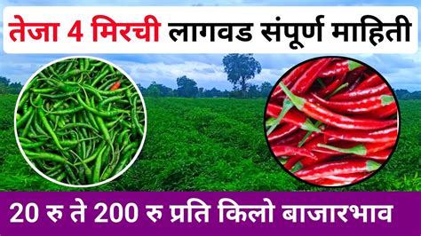 तेजा 4 मिरची लागवड 20 रु ते 200 रु किलो भाव Teja 4 Mirchi मिरची लागवड Milind Bhor Youtube