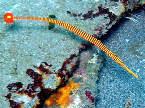 Download A Vibrant Pipefish Underwater Wallpaper