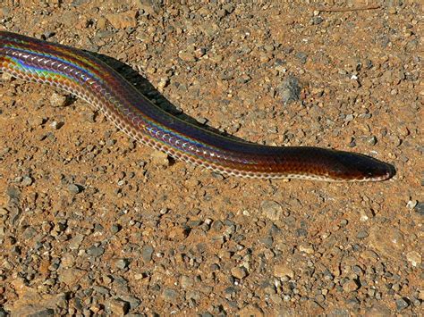 Common Sunbeam Snake Xenopeltis Unicolor