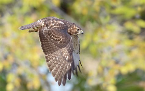 Broad Winged Hawk