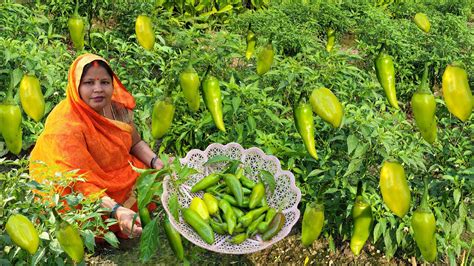 बिना भूख के चार रोटी खाओगे जब बनाओगे ऐसी चटपटी हरी मिर्ची की सब्जी