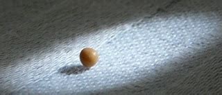 Photos Of Biblical Explanations Pt As A Mustard Seed