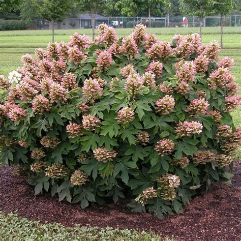 Oakleaf Hydrangea How To Grow Care For Hydrangea Quercifolia