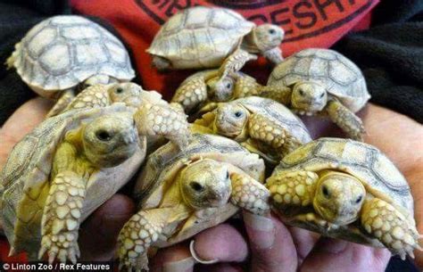 Few Of The 45 Babies Given Birth By A Giant Tortoise Sulcata