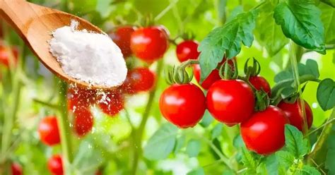 Por qué se deben rociar las plantas de tomate con bicarbonato de sodio