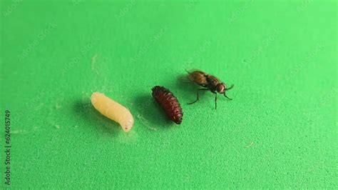 Housefly life cycle: Larva, pupa and, adult housefly isolated on a ...