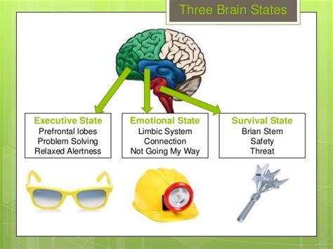 Conscious Discipline Behavior And The Brain