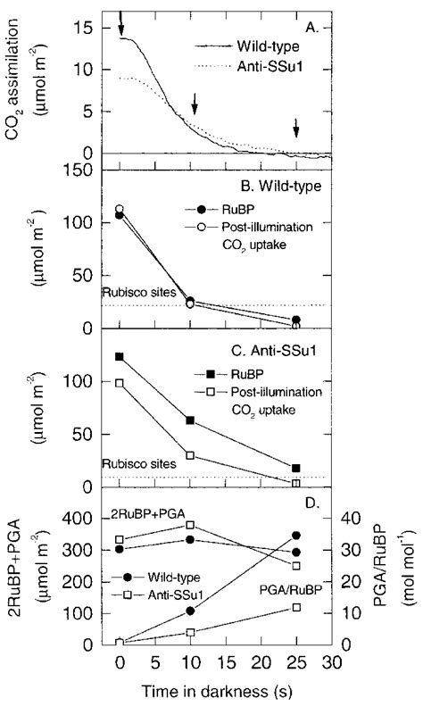 The Time Courses Of The CO 2 Assimilation Rate Post Illumination CO 2