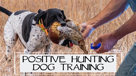 You Asked We Answered Positive Hunting Dog Training Episode 36