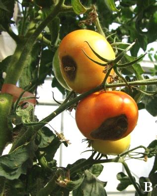 Nutrient disorders of tomato. (A) Nitrogen deficiency. (B) Calcium ...