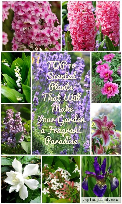 Plants Add Color And Texture To A Garden But They Can Also Turn It Into A Fragrant Paradise By