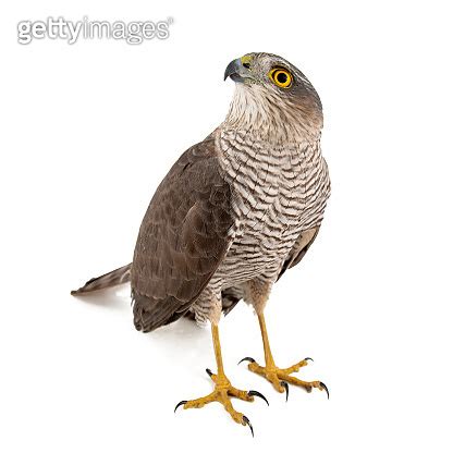 Eurasian Sparrowhawk Accipiter Nisus Female Isolated On White