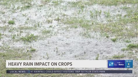 East Texas Rain Could Impact Local Farmers Cbs19tv