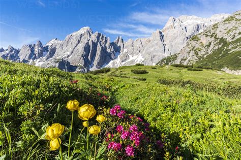 Cima Dei Colesei And Popera Group Surrounded By Rhododendrons In Bloom