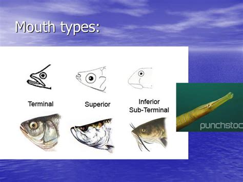 Fish External Physiology Ppt Download