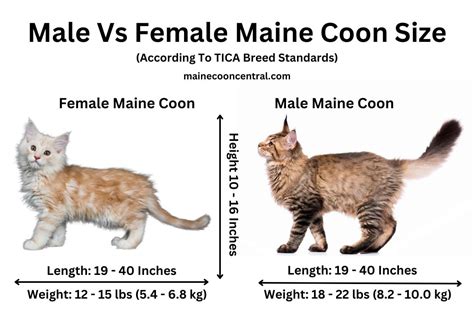 Male Vs Female Maine Coon Size Infographic