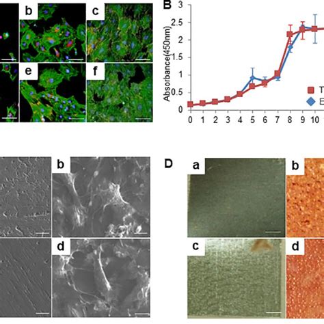 Cell Morphology Adhesion Proliferation And Osteogenic Differentiation