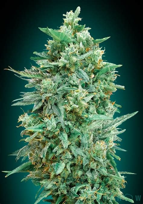 Auto Northern Lights XXL Feminizada De 00 Seeds THGrow Growshop Online